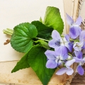 עלה הסיגלית Viola odorata 2