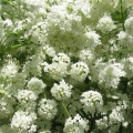 אניס Pimpinella anisum 2