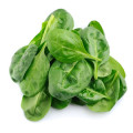 Spinach Spinacia oleracea 2