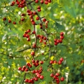 עוזרר Crataegus monogyna (Rosaceae) 2