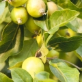 תפוח Malus domestica 3