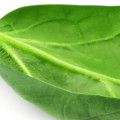 Spinach Spinacia oleracea 3