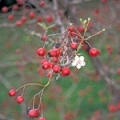 עוזרר Crataegus monogyna (Rosaceae) 3