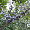 Myrica  3
